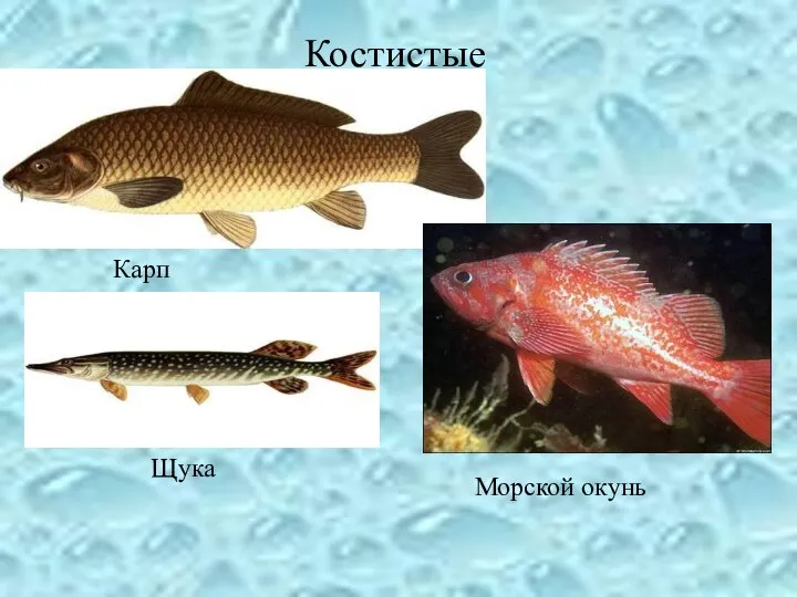 Костистые Карп Морской окунь Щука