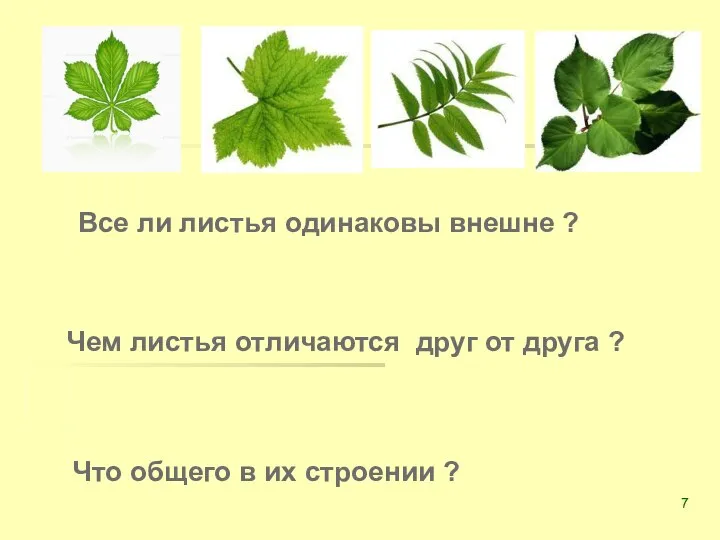 Все ли листья одинаковы внешне ? Чем листья отличаются друг от