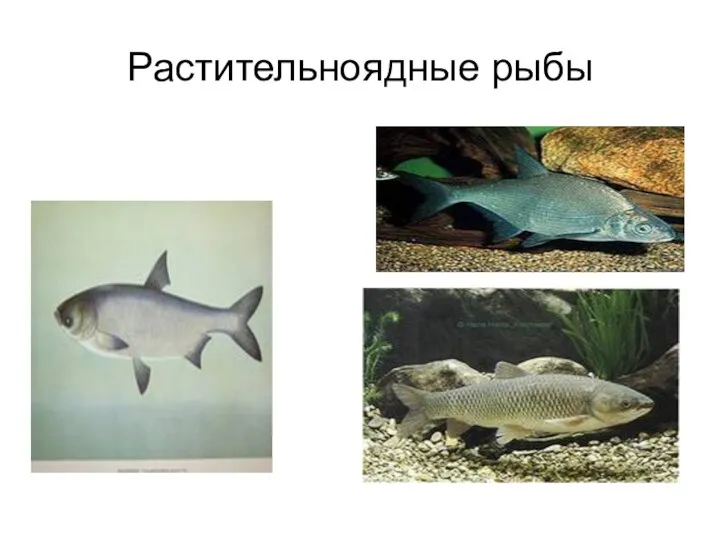 Растительноядные рыбы