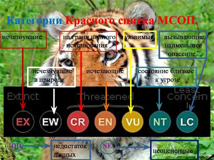 Категории Красного списка МСОП. исчезнувшие на грани полного уязвимые вызывающие исчезновения