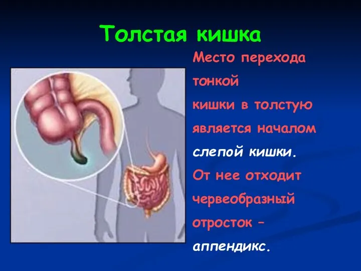 Толстая кишка Место перехода тонкой кишки в толстую является началом слепой