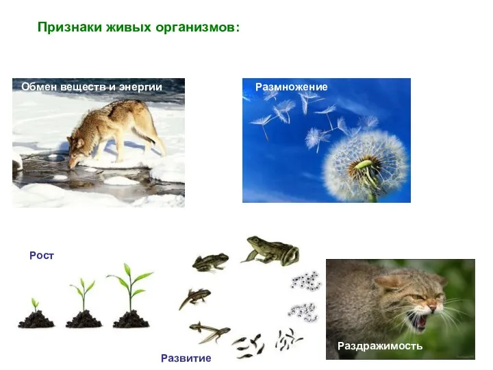 Обмен веществ и энергии Размножение Раздражимость Рост Развитие Признаки живых организмов: