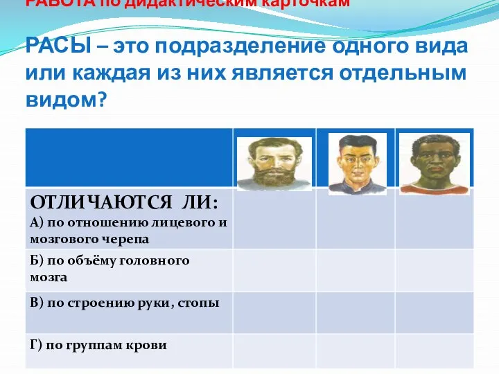 РАБОТА по дидактическим карточкам РАСЫ – это подразделение одного вида или