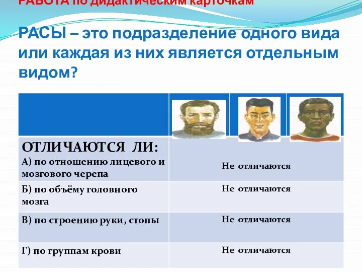 РАБОТА по дидактическим карточкам РАСЫ – это подразделение одного вида или