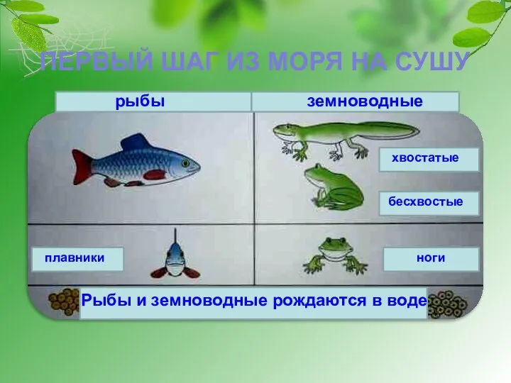 ПЕРВЫЙ ШАГ ИЗ МОРЯ НА СУШУ рыбы земноводные Рыбы и земноводные