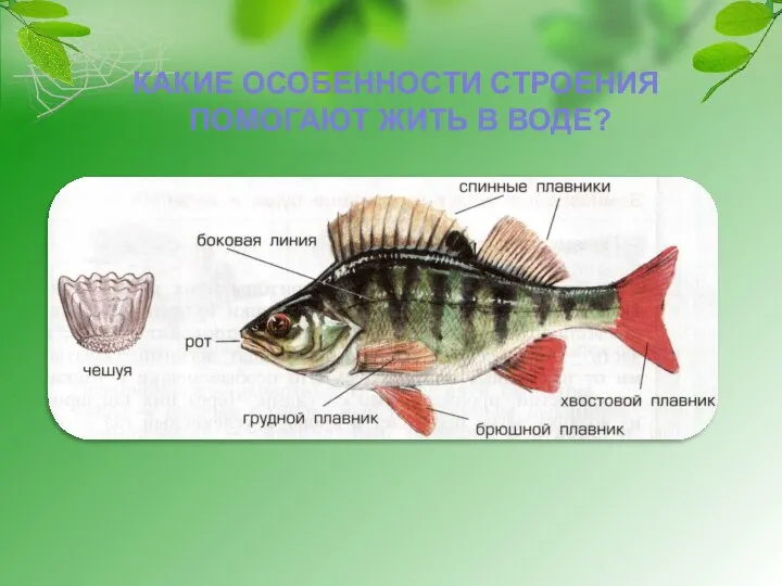 КАКИЕ ОСОБЕННОСТИ СТРОЕНИЯ ПОМОГАЮТ ЖИТЬ В ВОДЕ?