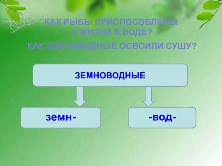 КАК РЫБЫ ПРИСПОСОБЛЕНЫ К ЖИЗНИ В ВОДЕ? КАК ЗЕМНОВОДНЫЕ ОСВОИЛИ СУШУ? ЗЕМНОВОДНЫЕ земн- -вод-