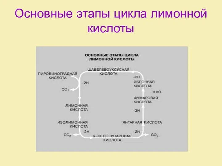 Основные этапы цикла лимонной кислоты