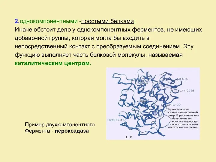 2.однокомпонентными -простыми белками; Иначе обстоит дело у однокомпонентных ферментов, не имеющих