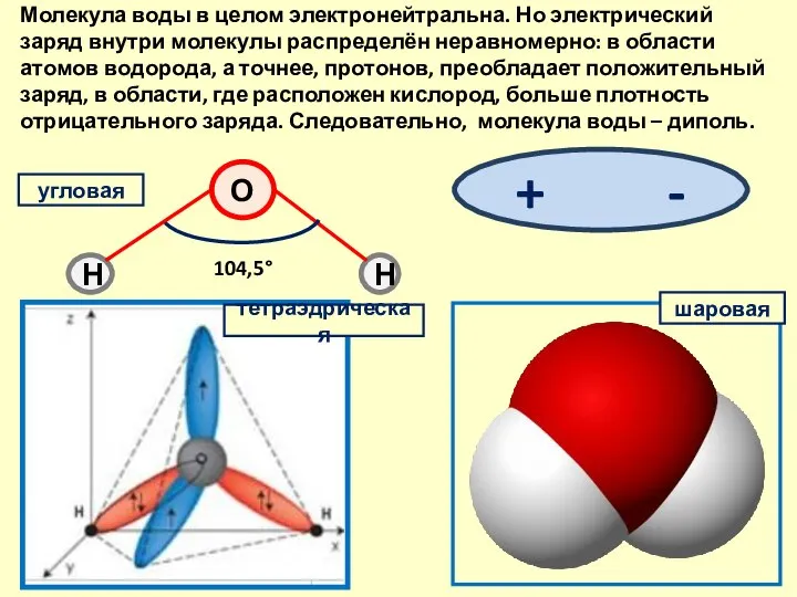 Молекула воды в целом электронейтральна. Но электрический заряд внутри молекулы распределён