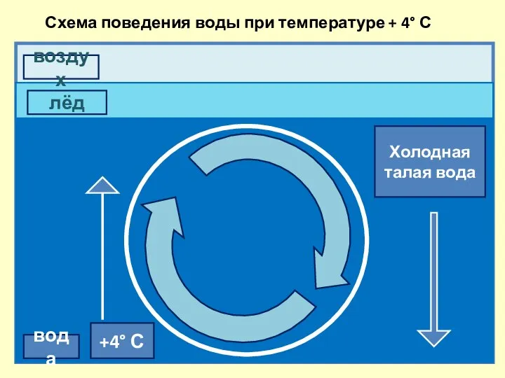 воздух вода лёд +4° С Холодная талая вода Схема поведения воды при температуре + 4° С