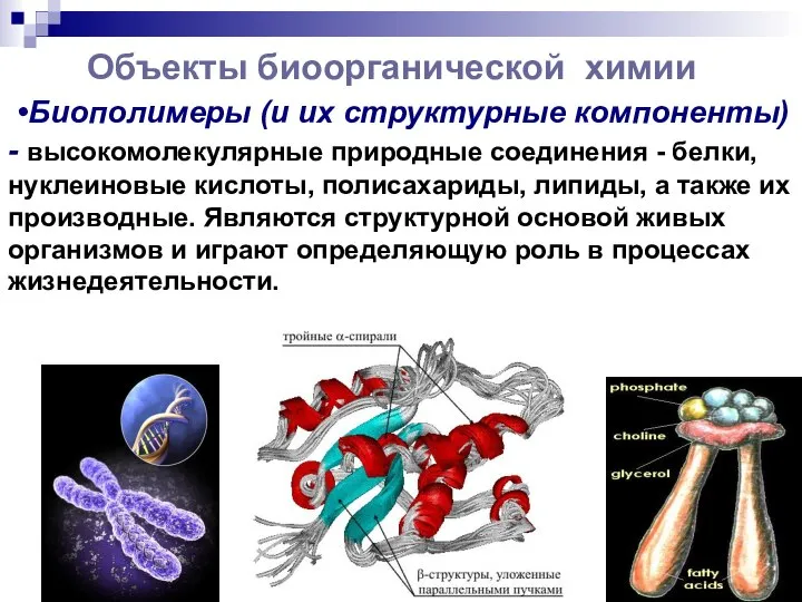 Объекты биоорганической химии •Биополимеры (и их структурные компоненты) - высокомолекулярные природные