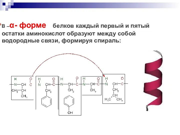 В –α- форме белков каждый первый и пятый остатки аминокислот образуют