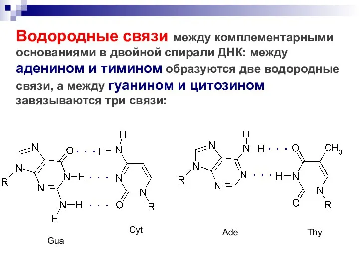 Водородные связи между комплементарными основаниями в двойной спирали ДНК: между аденином