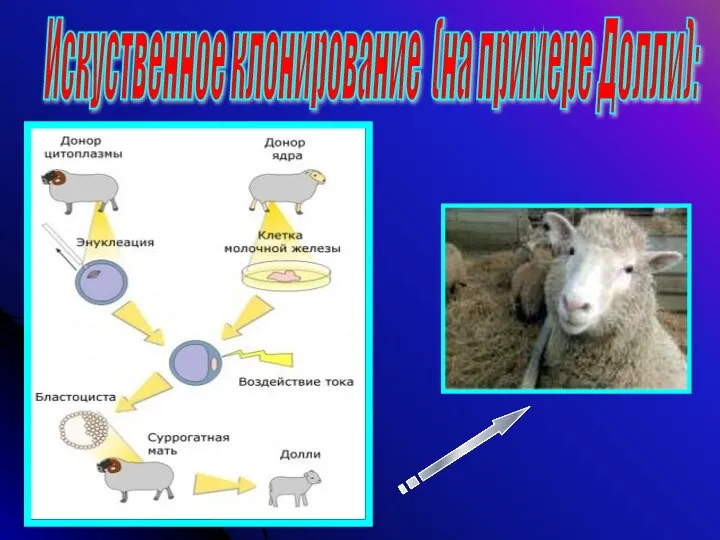 Искуственное клонирование (на примере Долли):