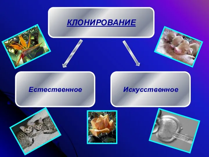 КЛОНИРОВАНИЕ Естественное Искусственное