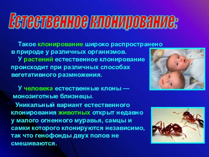 Естественное клонирование: Такое клонирование широко распространено в природе у различных организмов.