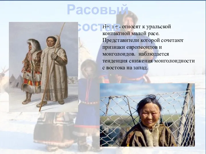 Ненцев относят к уральской контактной малой расе. Представители которой сочетают признаки