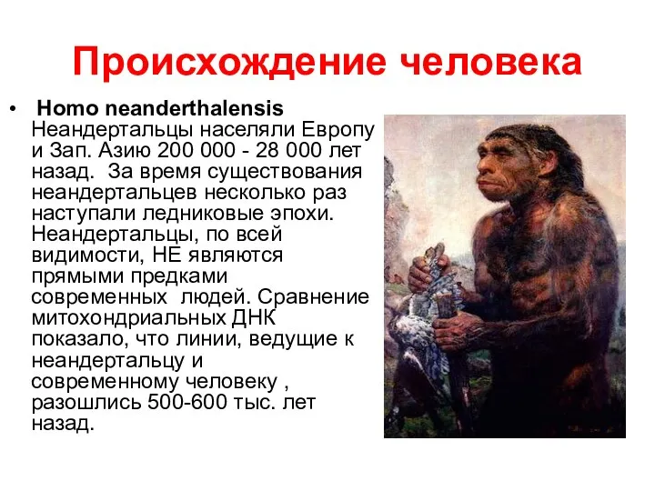 Происхождение человека Homo neanderthalensis Неандертальцы населяли Европу и Зап. Азию 200