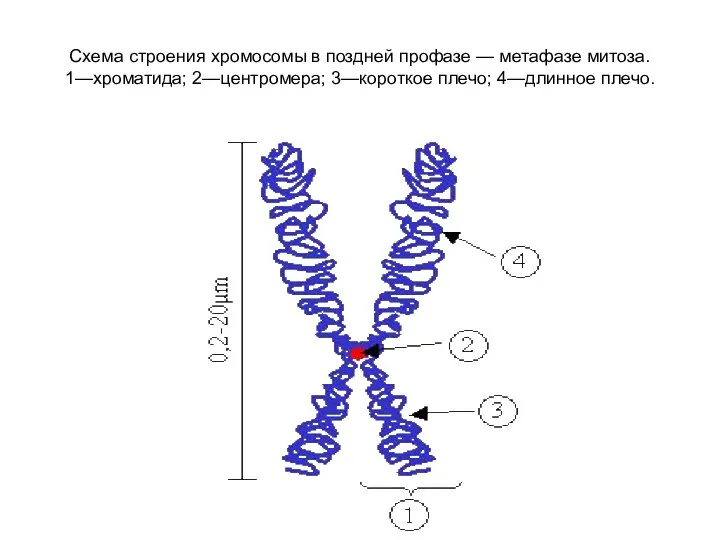 Схема строения хромосомы в поздней профазе — метафазе митоза. 1—хроматида; 2—центромера; 3—короткое плечо; 4—длинное плечо.