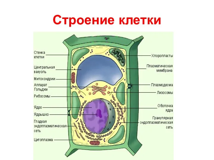 Строение клетки