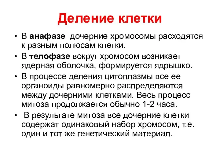 Деление клетки В анафазе дочерние хромосомы расходятся к разным полюсам клетки.