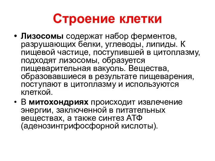 Строение клетки Лизосомы содержат набор ферментов, разрушающих белки, углеводы, липиды. К