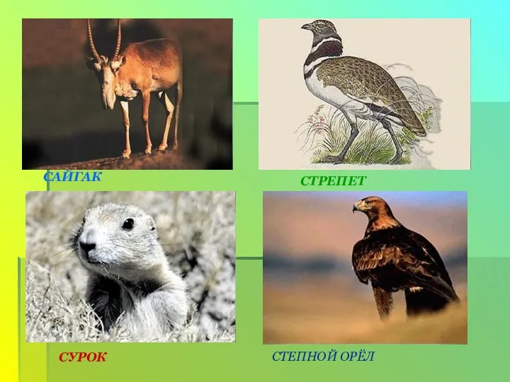 САЙГАК СТРЕПЕТ СУРОК СТЕПНОЙ ОРЁЛ