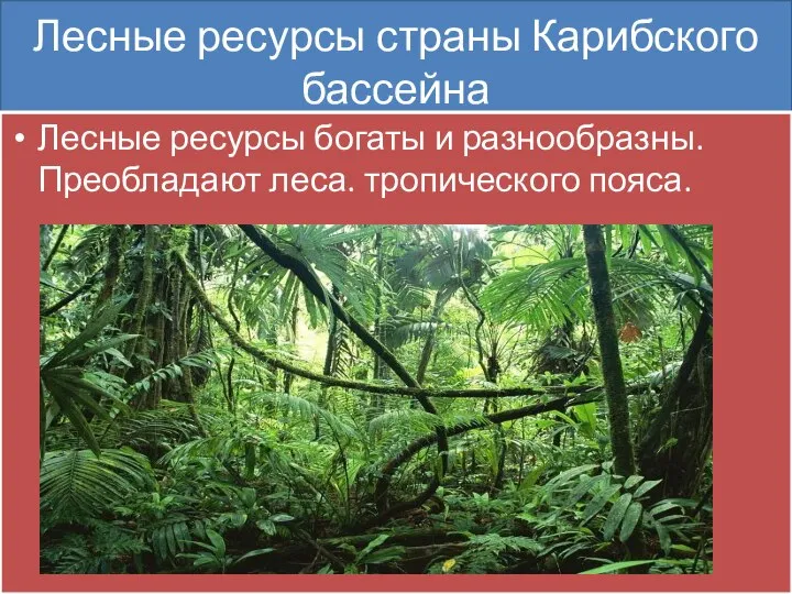 Лесные ресурсы страны Карибского бассейна Лесные ресурсы богаты и разнообразны. Преобладают леса. тропического пояса.