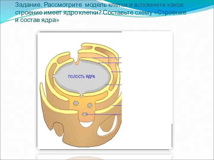 Задание. Рассмотрите модель клетки и вспомните какое строение имеет ядро клетки?