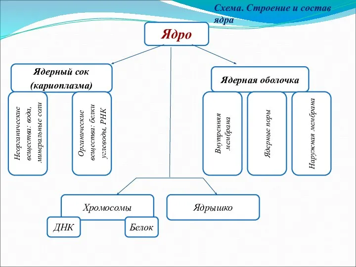 Ядро Ядерный сок (кариоплазма) Ядерная оболочка Неорганические вещества: вода, минеральные соли