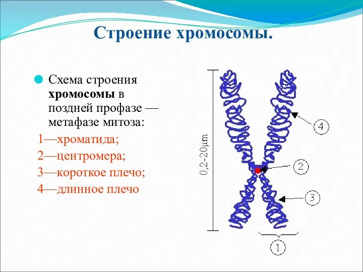 Строение хромосомы. Схема строения хромосомы в поздней профазе — метафазе митоза: