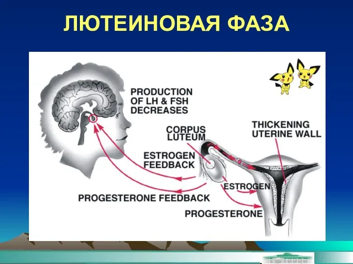 ЛЮТЕИНОВАЯ ФАЗА