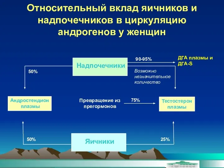 Относительный вклад яичников и надпочечников в циркуляцию андрогенов у женщин Надпочечники