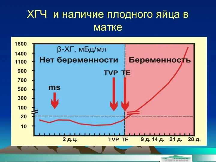 ХГЧ и наличие плодного яйца в матке