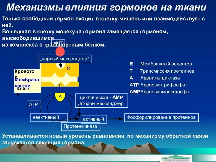 Механизмы влияния гормонов на ткани АКТГ T A Кровоток „первый мессенджер“