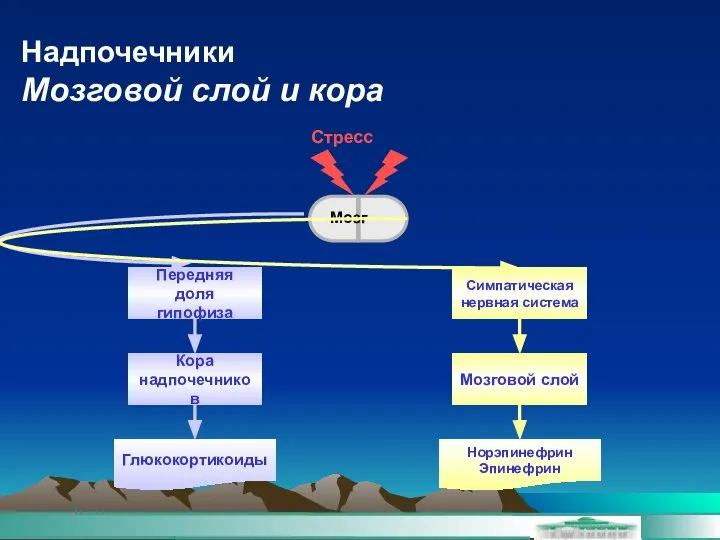 Надпочечники Мозговой слой и кора