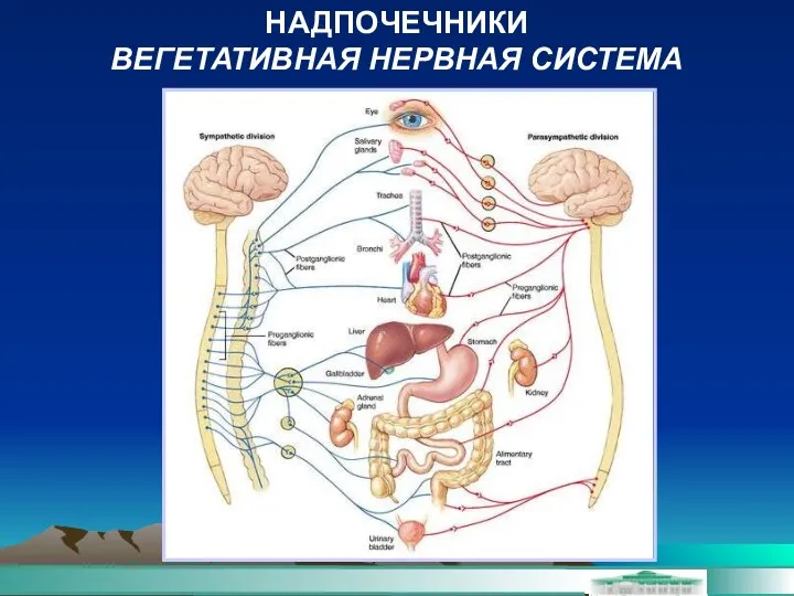 НАДПОЧЕЧНИКИ ВЕГЕТАТИВНАЯ НЕРВНАЯ СИСТЕМА