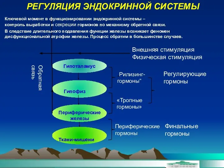 Гипоталамус РЕГУЛЯЦИЯ ЭНДОКРИННОЙ СИСТЕМЫ Гипофиз Периферические железы Ткани-мишени Обратная связь „Рилизинг-