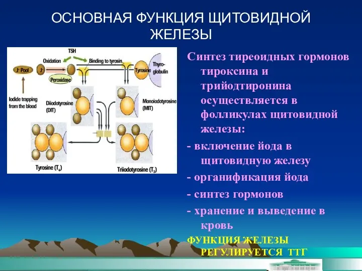 ОСНОВНАЯ ФУНКЦИЯ ЩИТОВИДНОЙ ЖЕЛЕЗЫ Синтез тиреоидных гормонов тироксина и трийодтиронина осуществляется