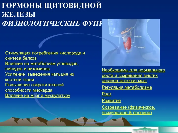 ГОРМОНЫ ЩИТОВИДНОЙ ЖЕЛЕЗЫ ФИЗИОЛОГИЧЕСКИЕ ФУНКЦИИ Стимуляция потребления кислорода и синтеза белков