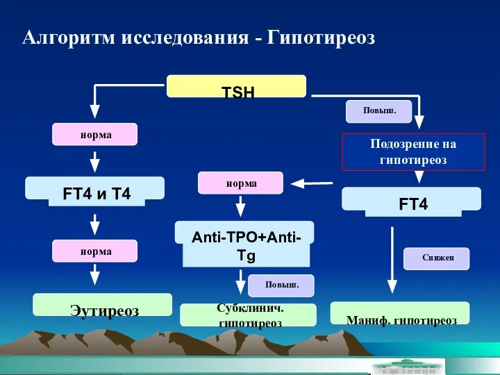 Алгоритм исследования - Гипотиреоз