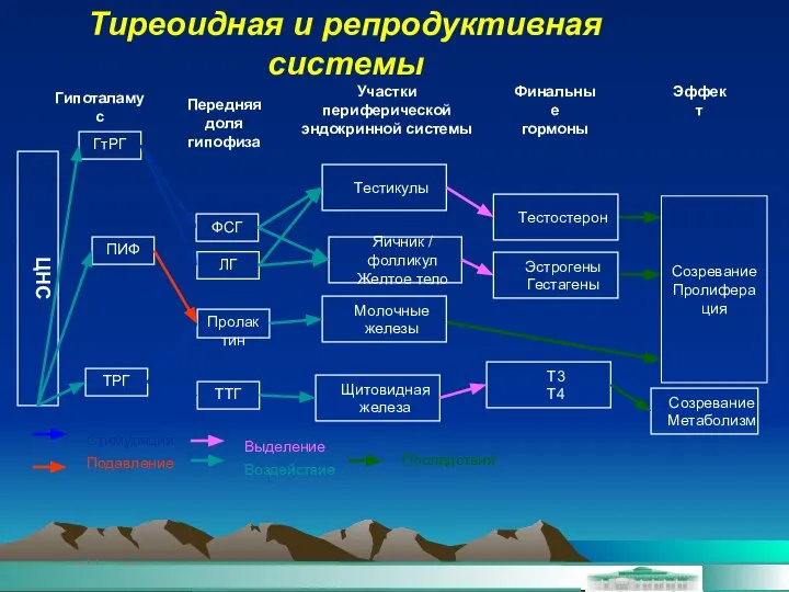 Тиреоидная и репродуктивная системы ЦНС ГтРГ ПИФ ТРГ Пролактин ТТГ Яичник