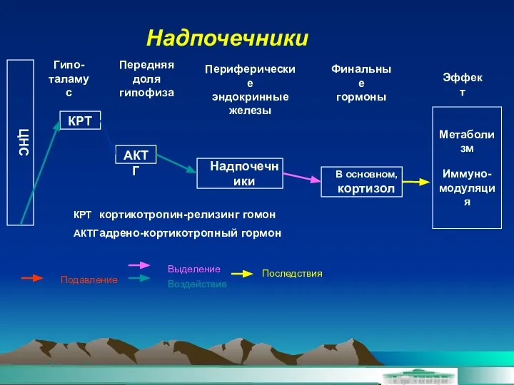 Надпочечники ЦНС КРТ АКТГ Надпочечники В основном, кортизол Метаболизм Иммуно- модуляция