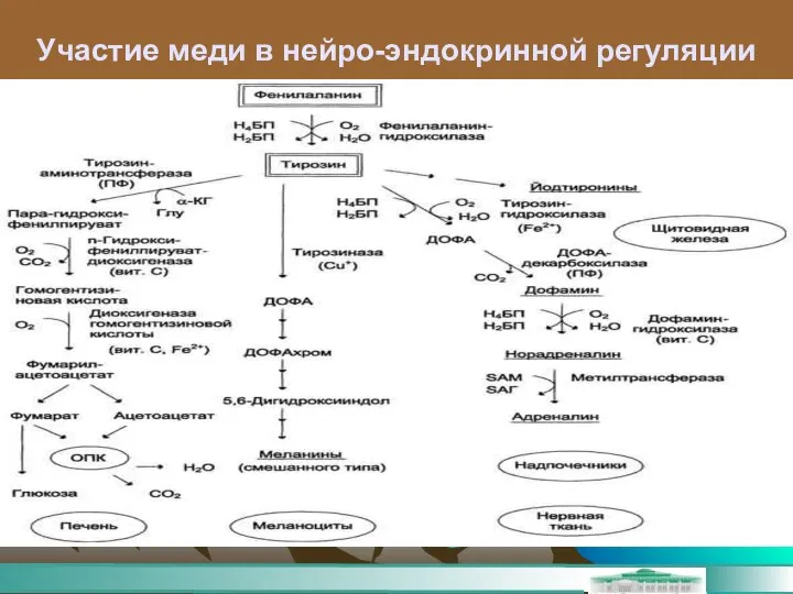 Участие меди в нейро-эндокринной регуляции