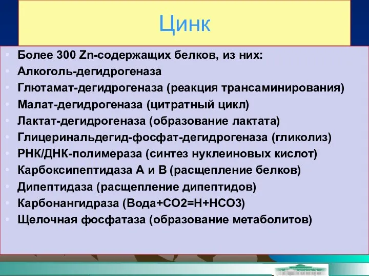 Цинк Более 300 Zn-содержащих белков, из них: Алкоголь-дегидрогеназа Глютамат-дегидрогеназа (реакция трансаминирования)