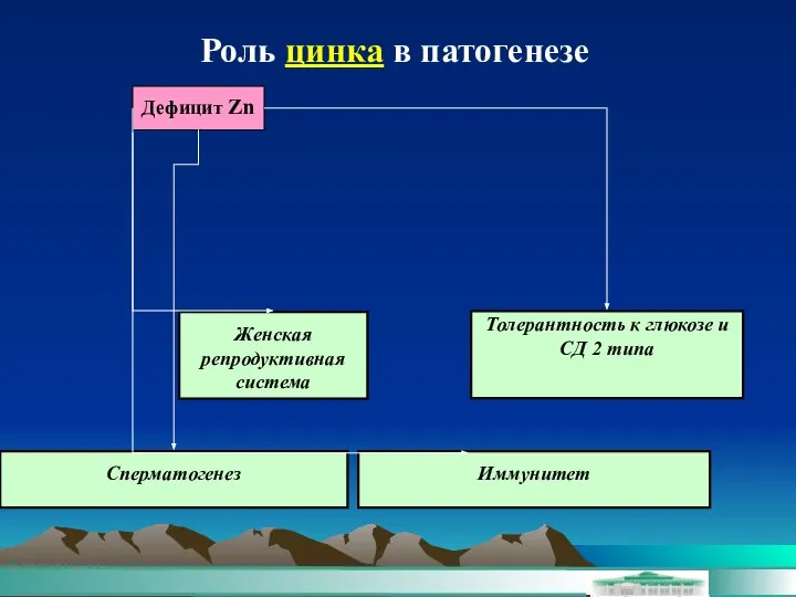 Роль цинка в патогенезе Дефицит Zn Толерантность к глюкозе и СД