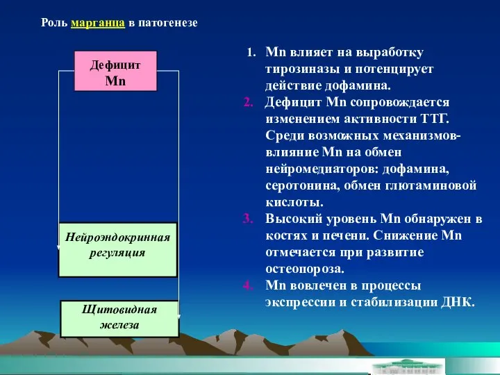 Роль марганца в патогенезе Дефицит Mn Щитовидная железа 1. Мn влияет