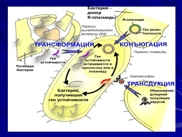 ОБЩАЯ МИКРОБИОЛОГИЯ D- D-