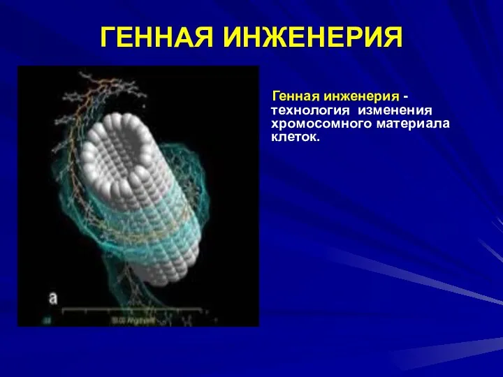 ГЕННАЯ ИНЖЕНЕРИЯ Генная инженерия - технология изменения хромосомного материала клеток.